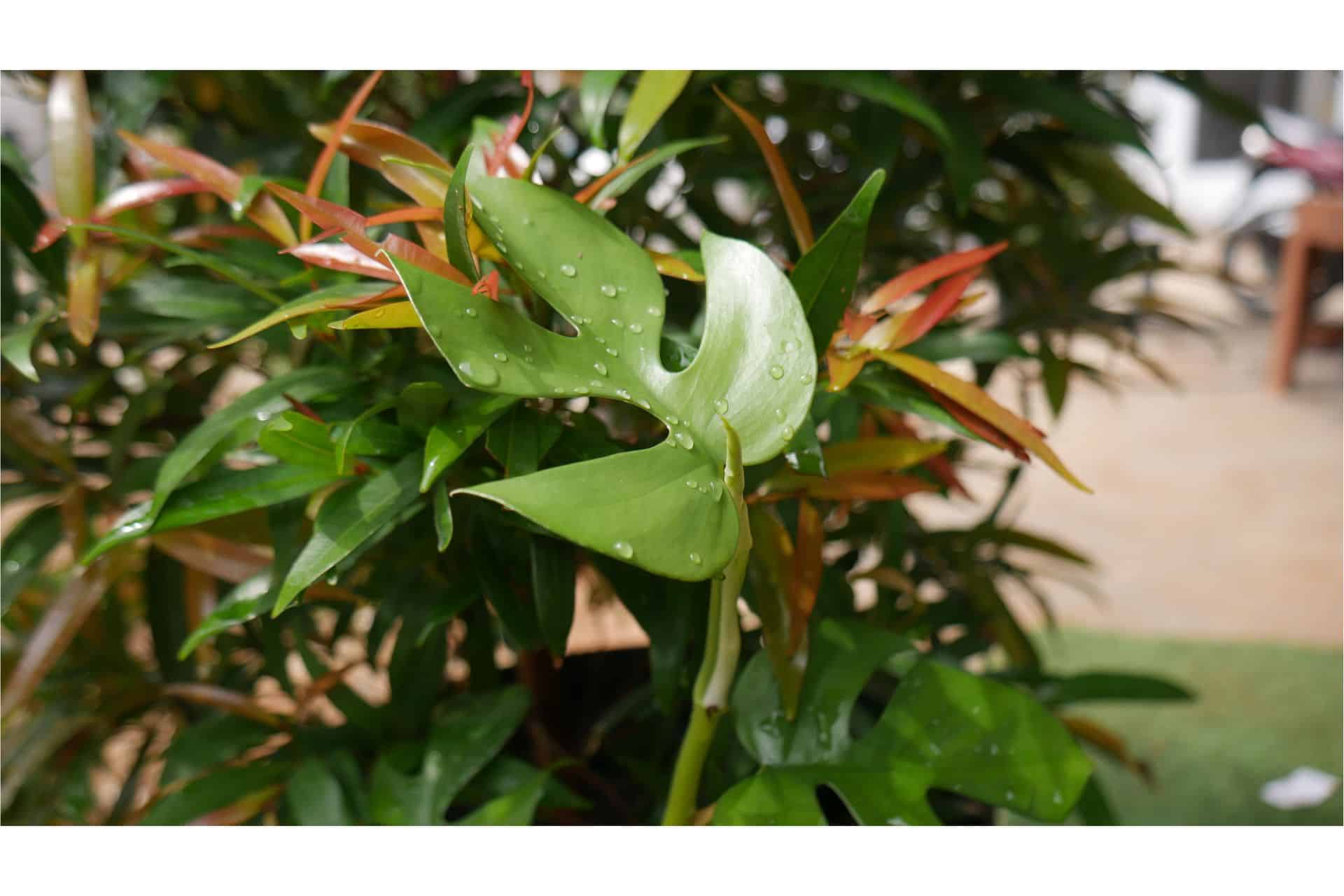 Rhaphidiphora Tetrasperma Plant