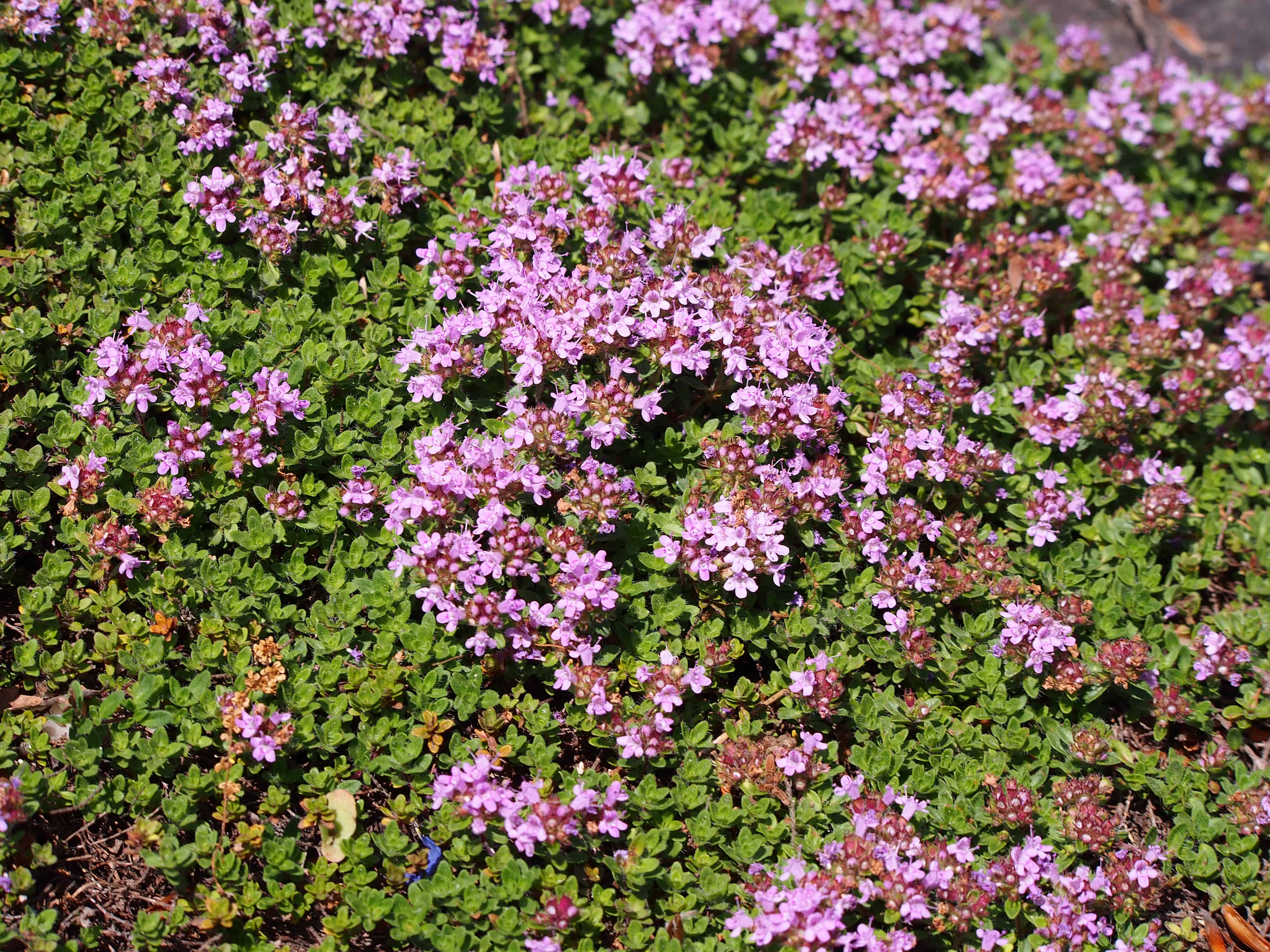 red creeping thyme temperature and humidity