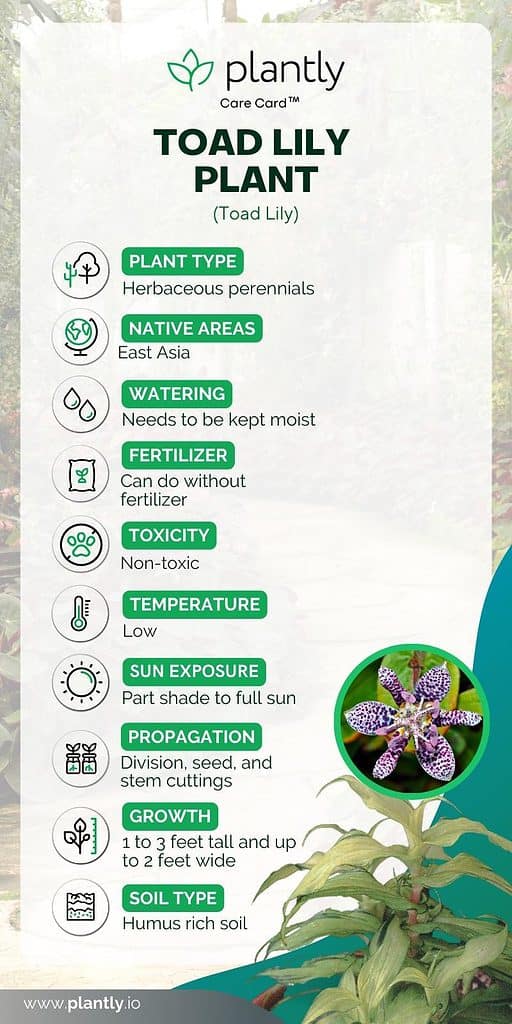 toad lily plant care card