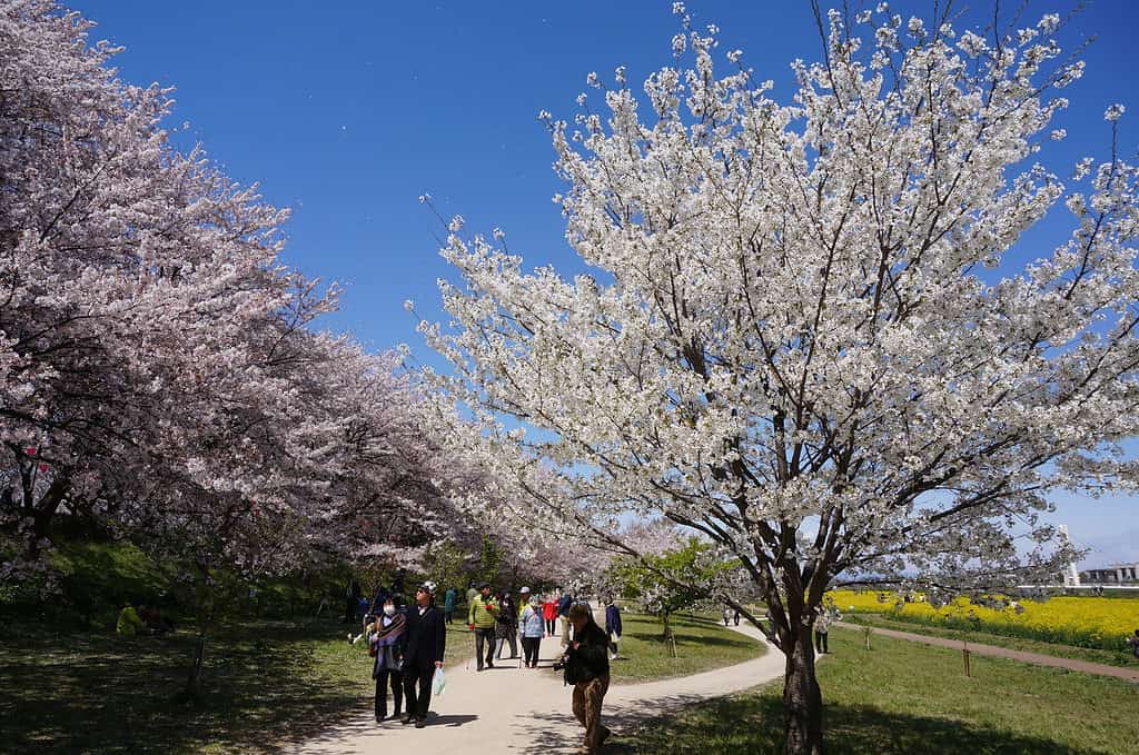 How To Grow Yoshino Cherry Tree Plantly