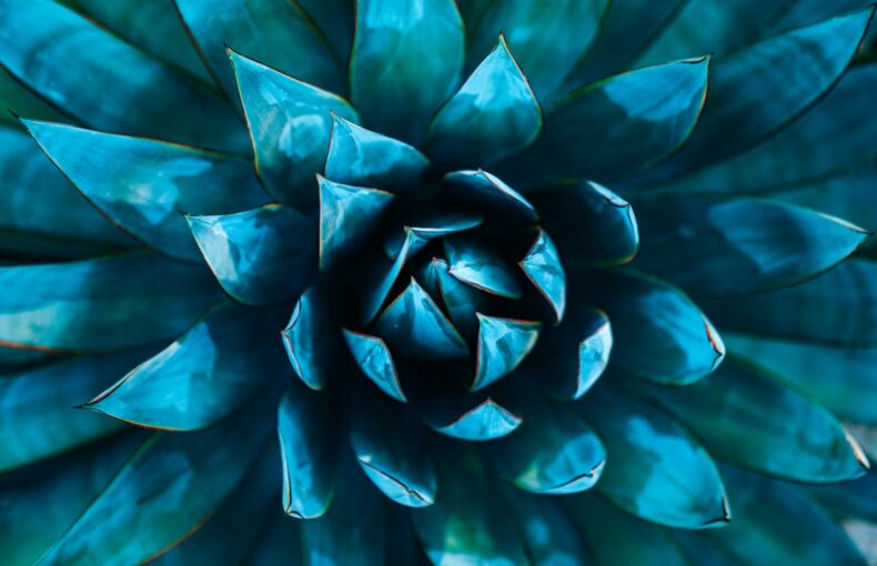 agave blue glow