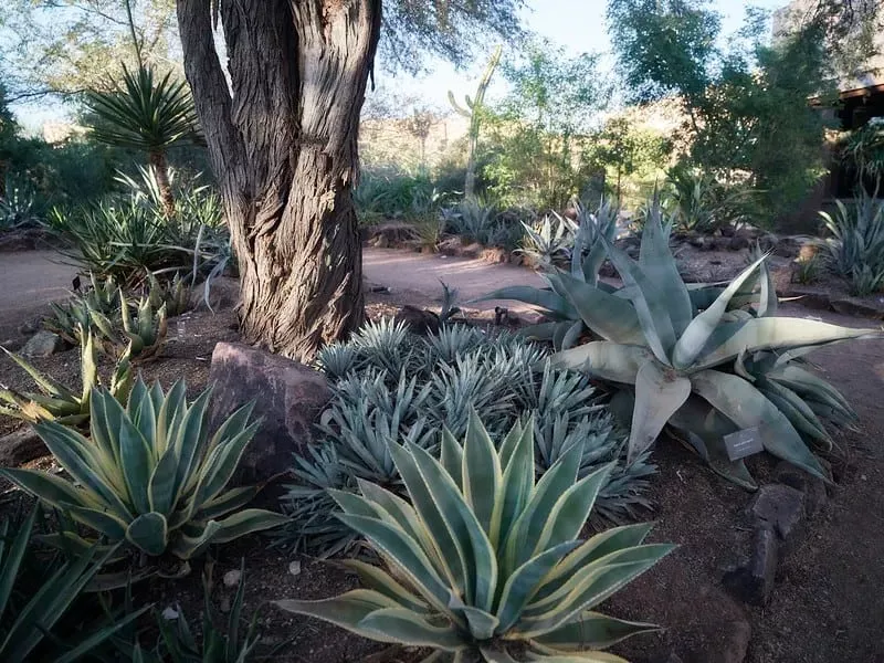 agave plants temperature and humidity levels