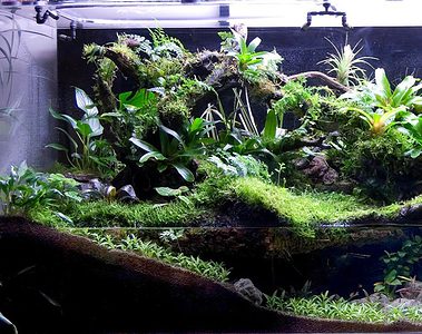 aquarium with plants