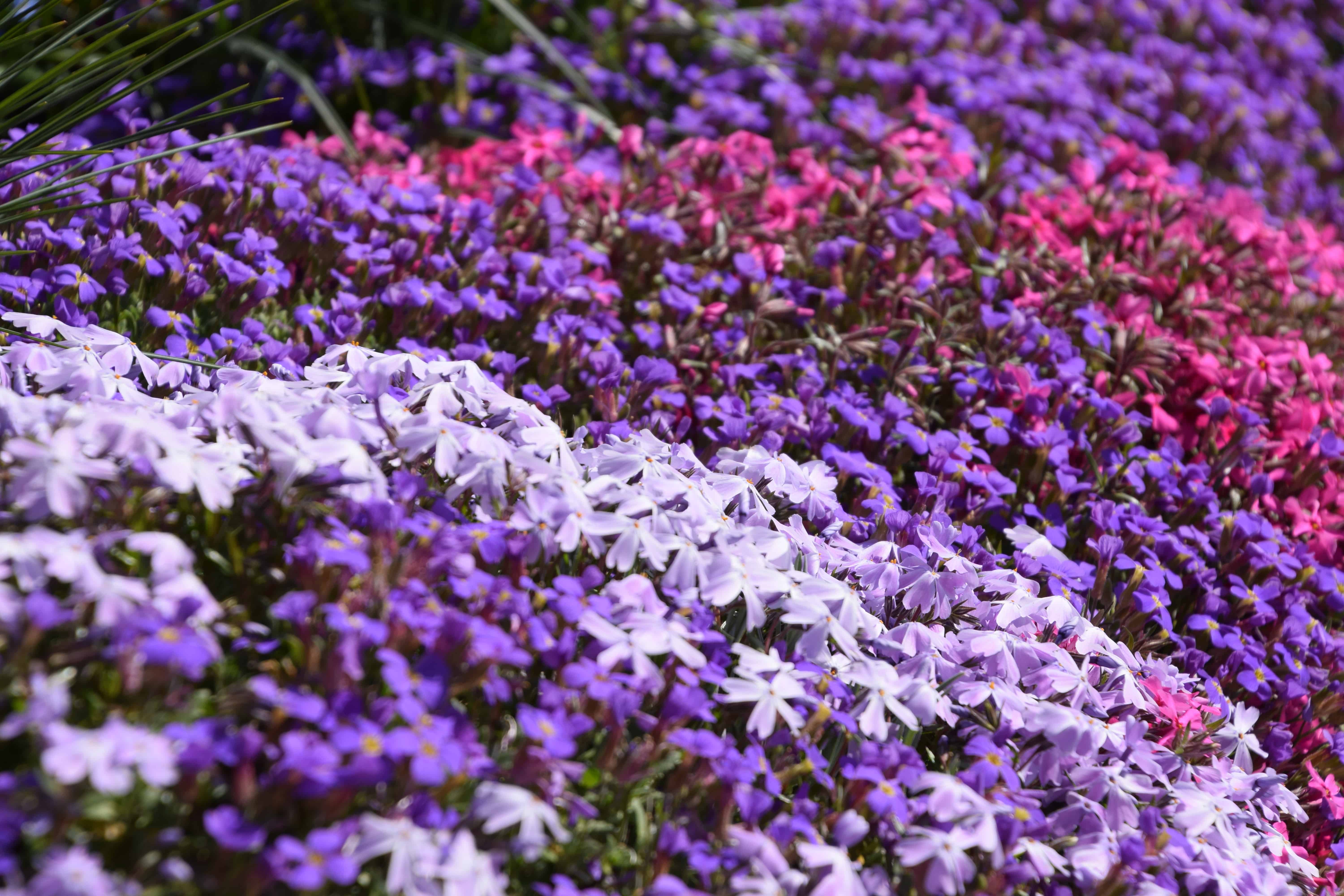 red creeping thyme