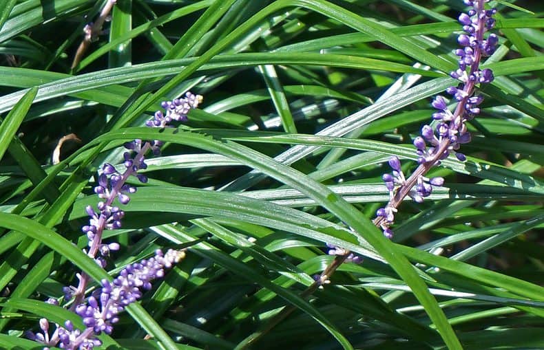 ground cover