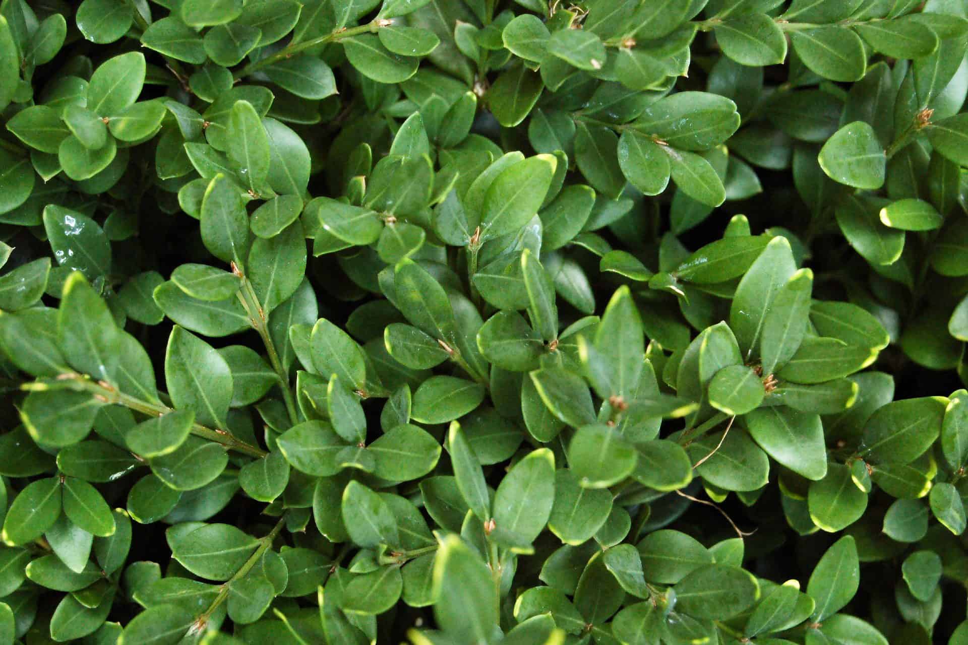 How to Take Care of Green Velvet Boxwood Shrub Plantly