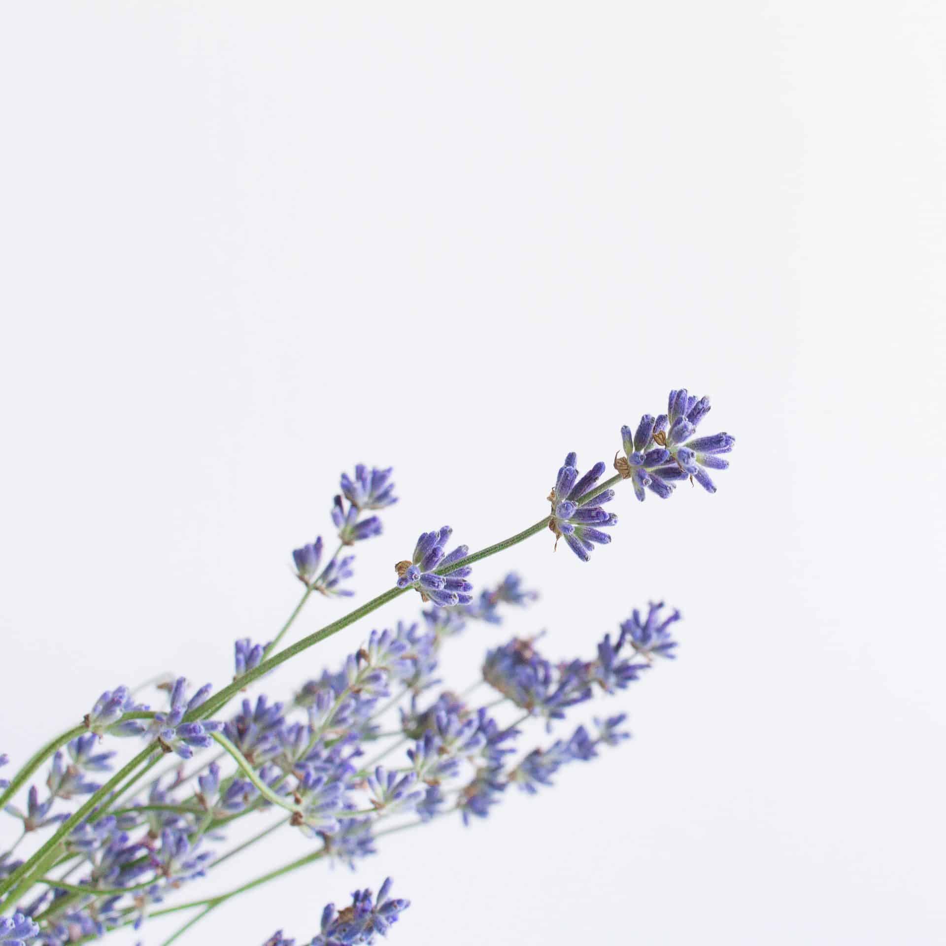 Best Plants For Glowing Skin Plantly