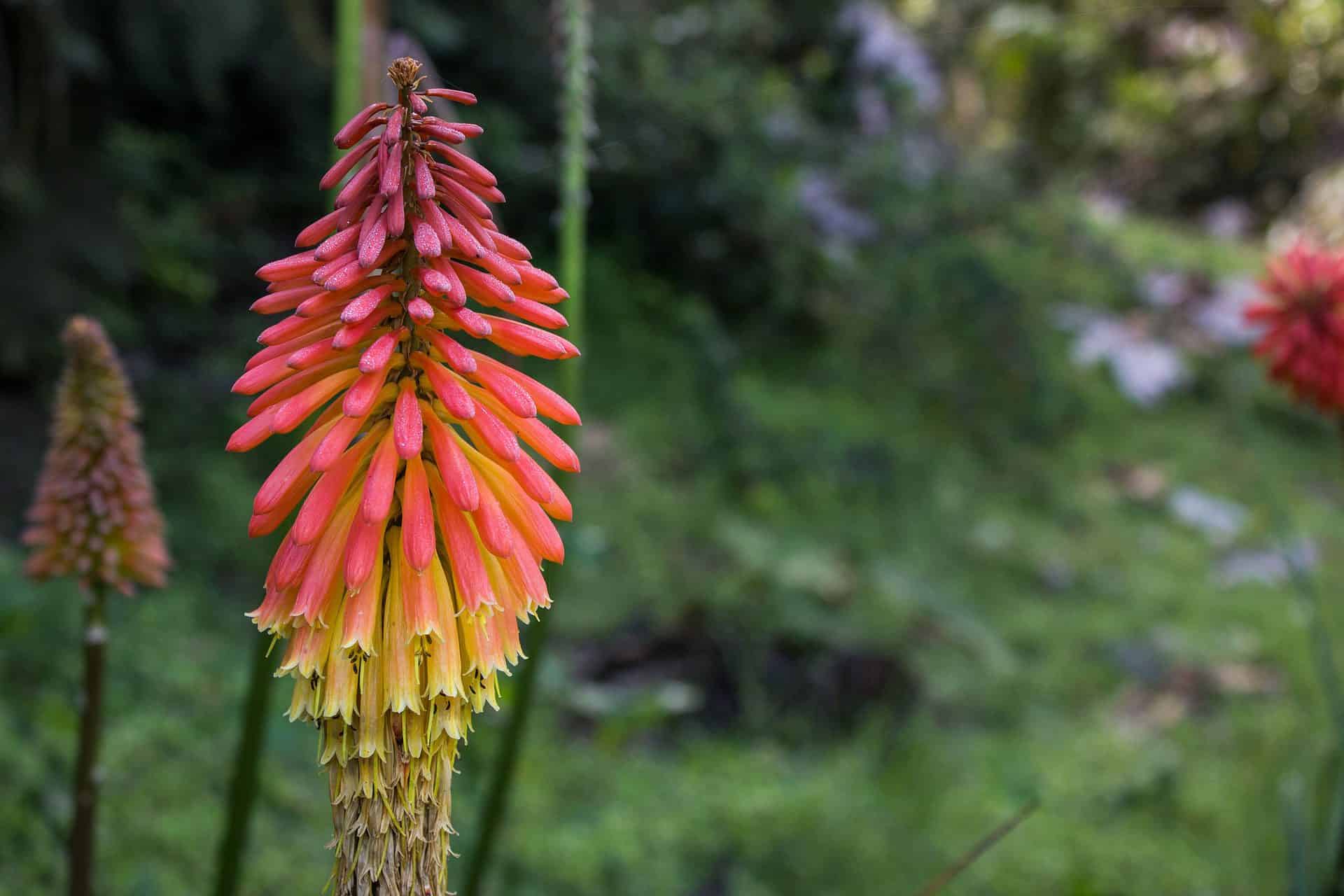 red hot poker plant