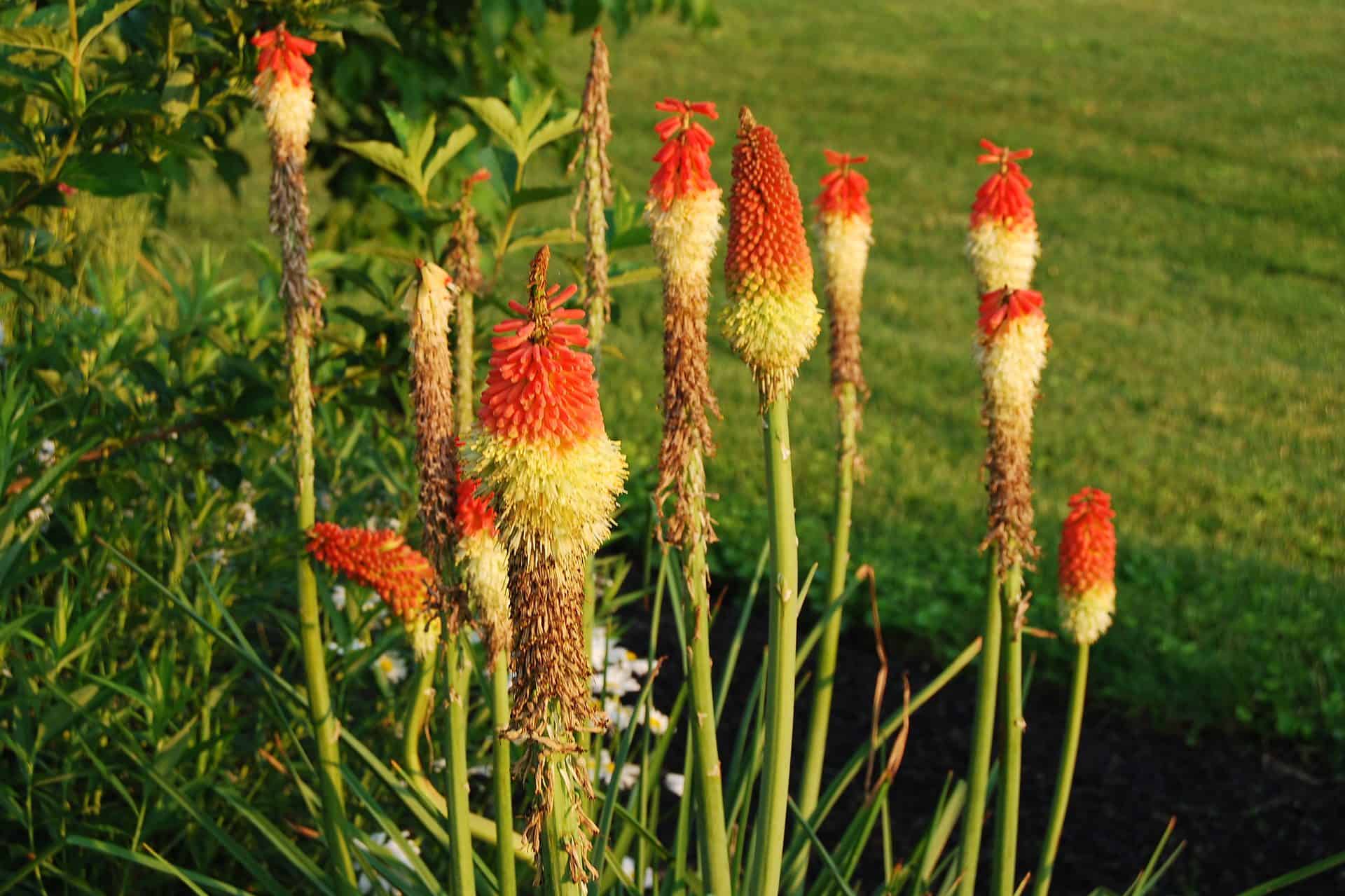 red hot poker plant temperature and humidity levels
