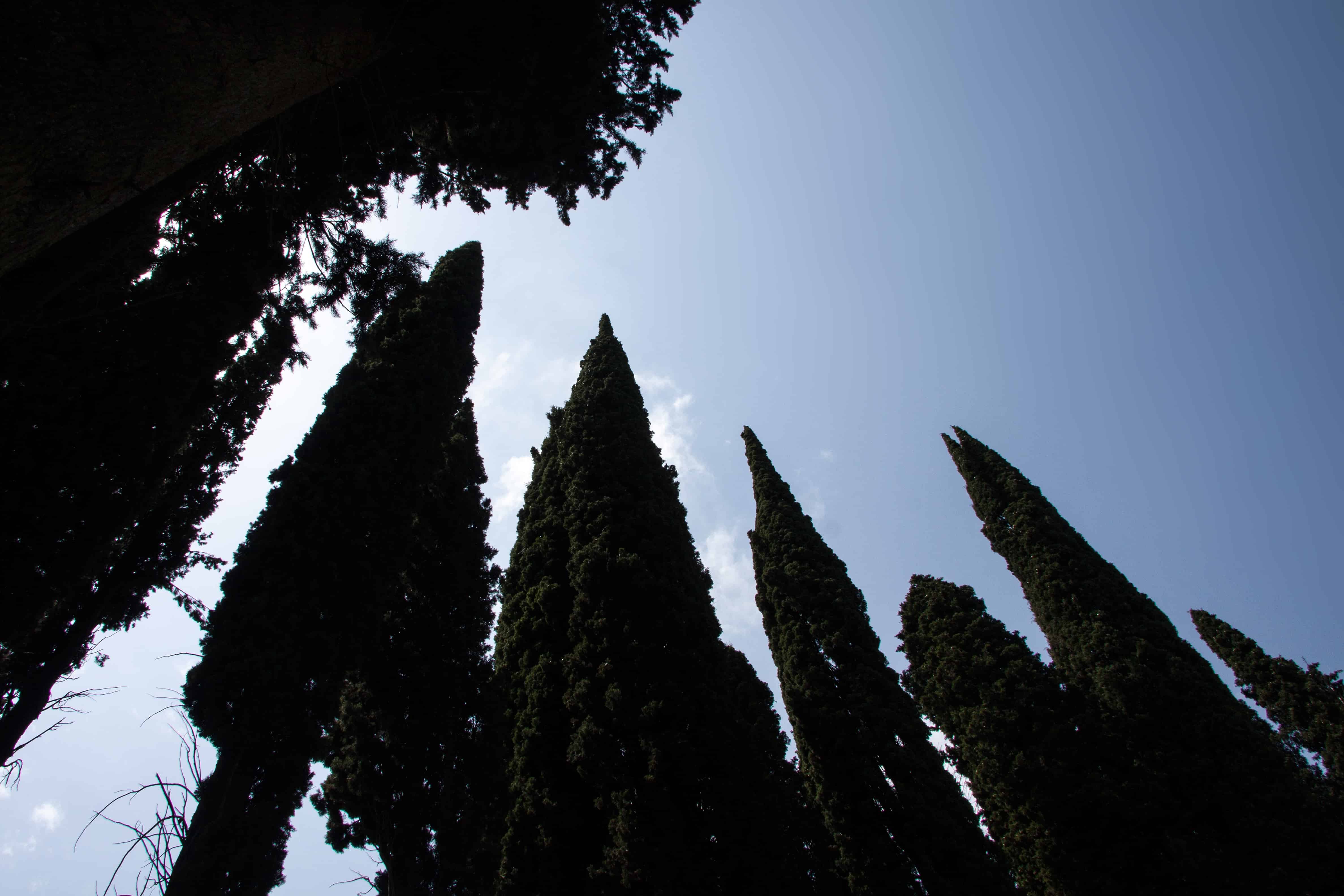 italian cypress