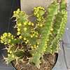 Cactus Plant. Mature Euphorbia 'Zig Zag'. A very different Euphorbia Hybrid.