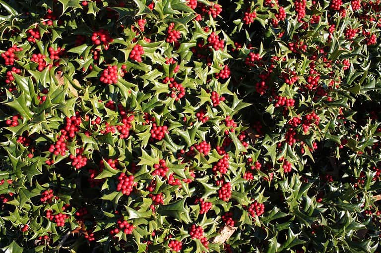 Needlepoint Holly "Ilex Cornuta" Care Guide Plantly