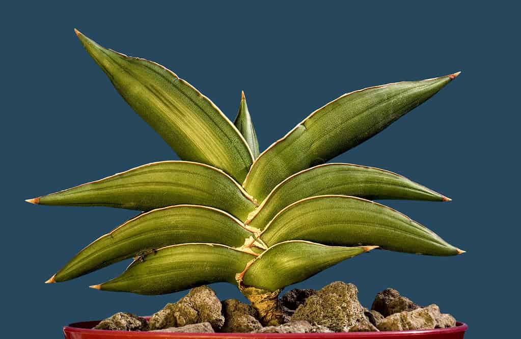 Sansevieria ehrenbergii @flickr