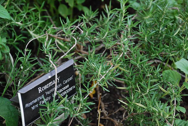 Tuscan Blue Rosemary Plant Care Guide Plantly