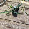 Hoya Kentiana 2.5 Tall Inch Pot Live Starter Plant