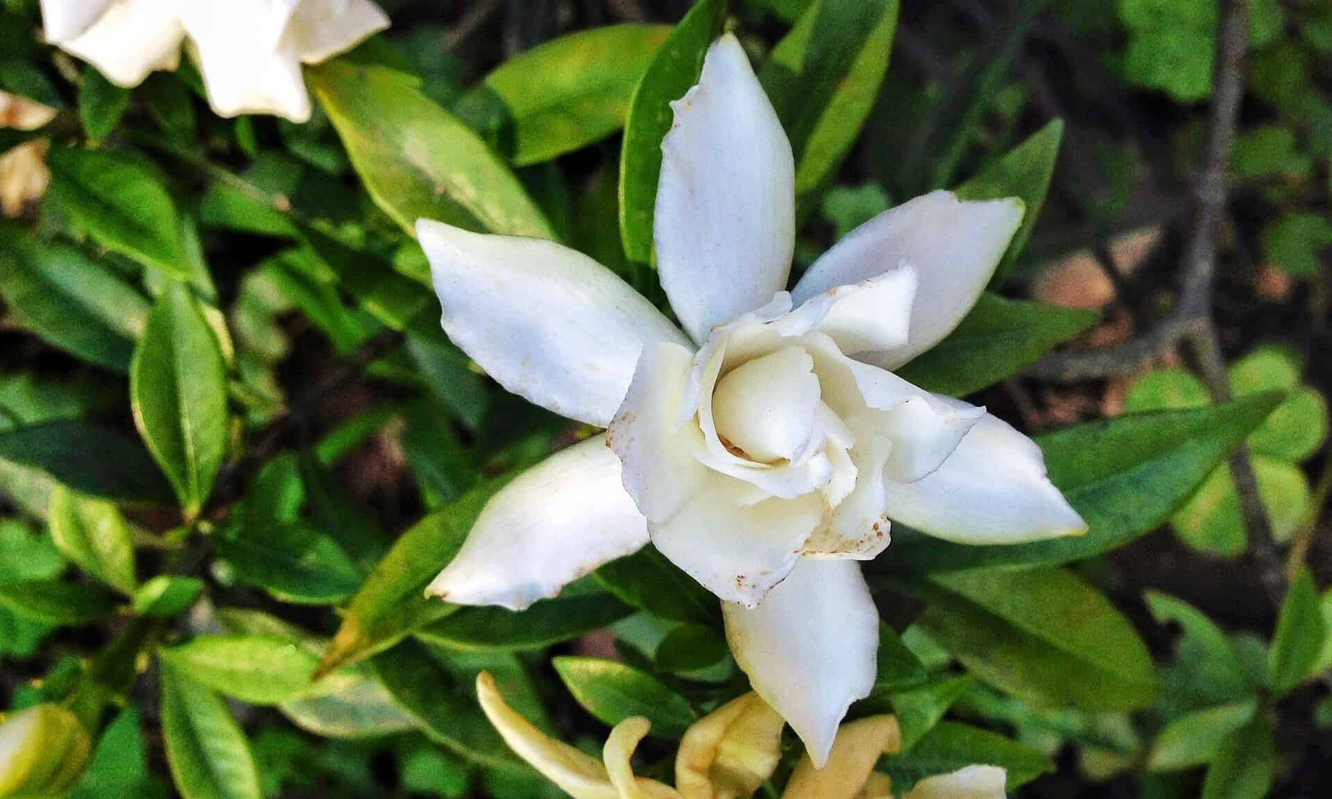 Frost Proof Gardenia Care Guide Plantly