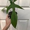 Philodendron Florida in 4" tall pot