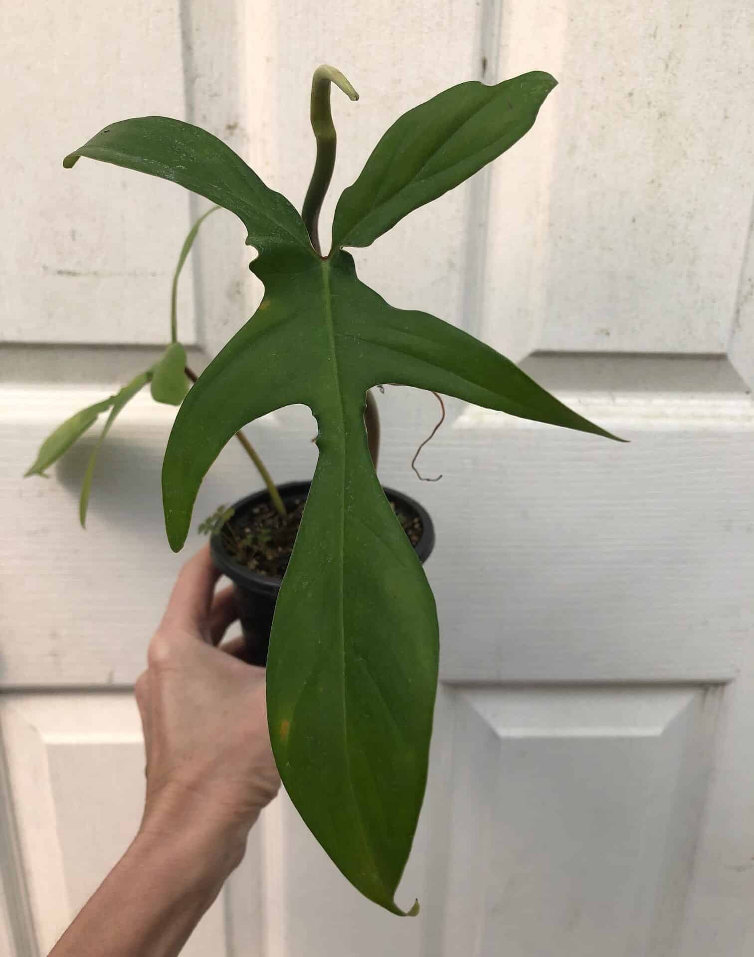 philodendron florida