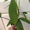 Philodendron 'Tripartitum' Plant in 4" pot