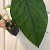Syngonium chiapense plant in 4" pot