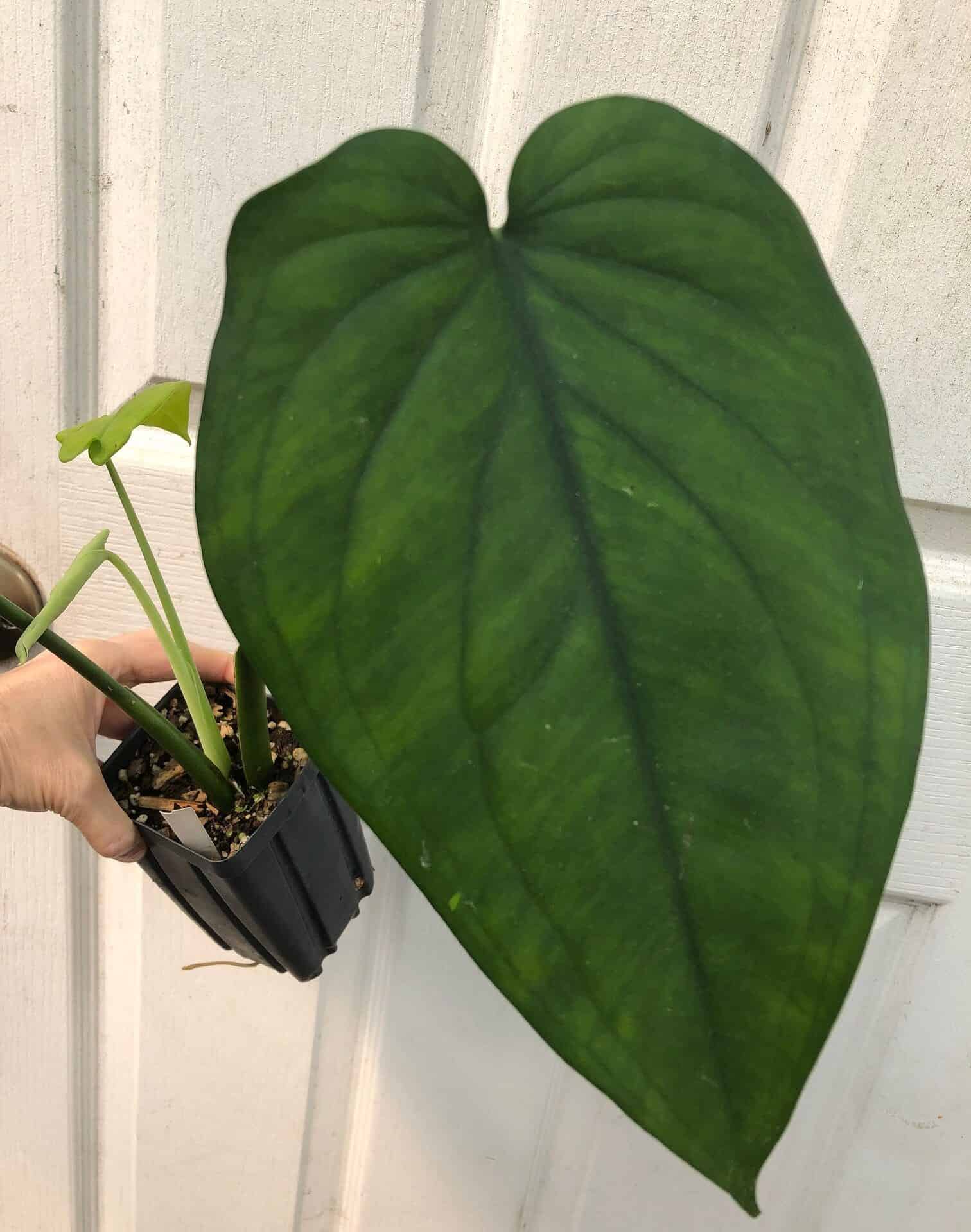 Syngonium chiapense plant in 4″ pot Syngonium chiapense