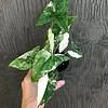 Syngonium Podophyllum 'Albo' variegated - Arrowhead Plant in 3 inch pot
