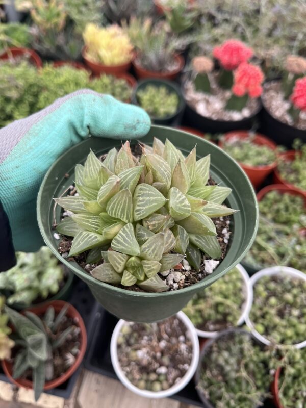 a cute small succulent plant
