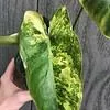 Philodendron Burle Marx variegated in 3.5 inch pot