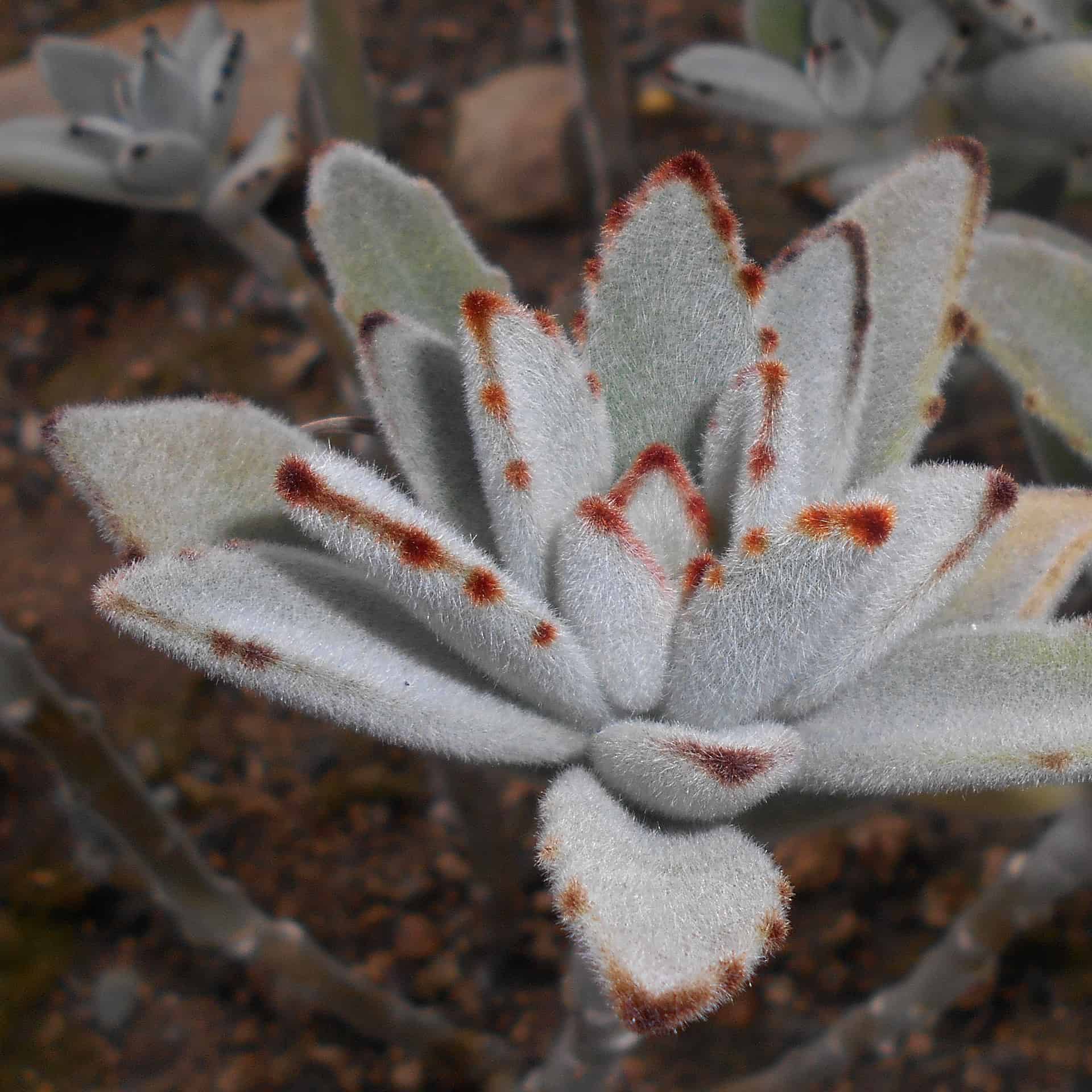 How To Grow And Care For Kalanchoe Plantly