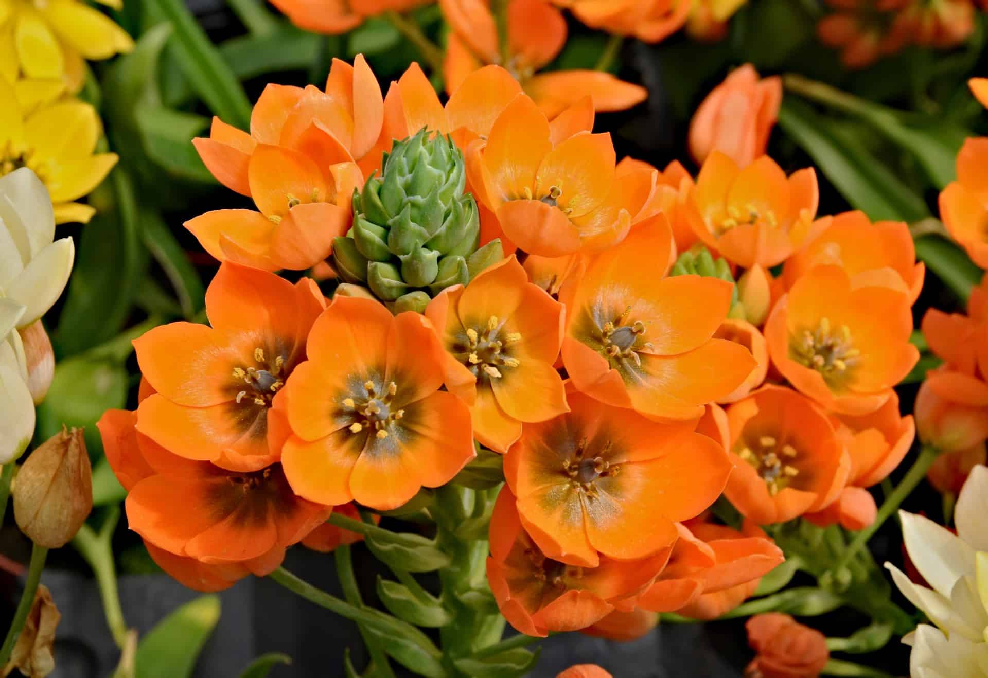Orange Star Plant Care Guide