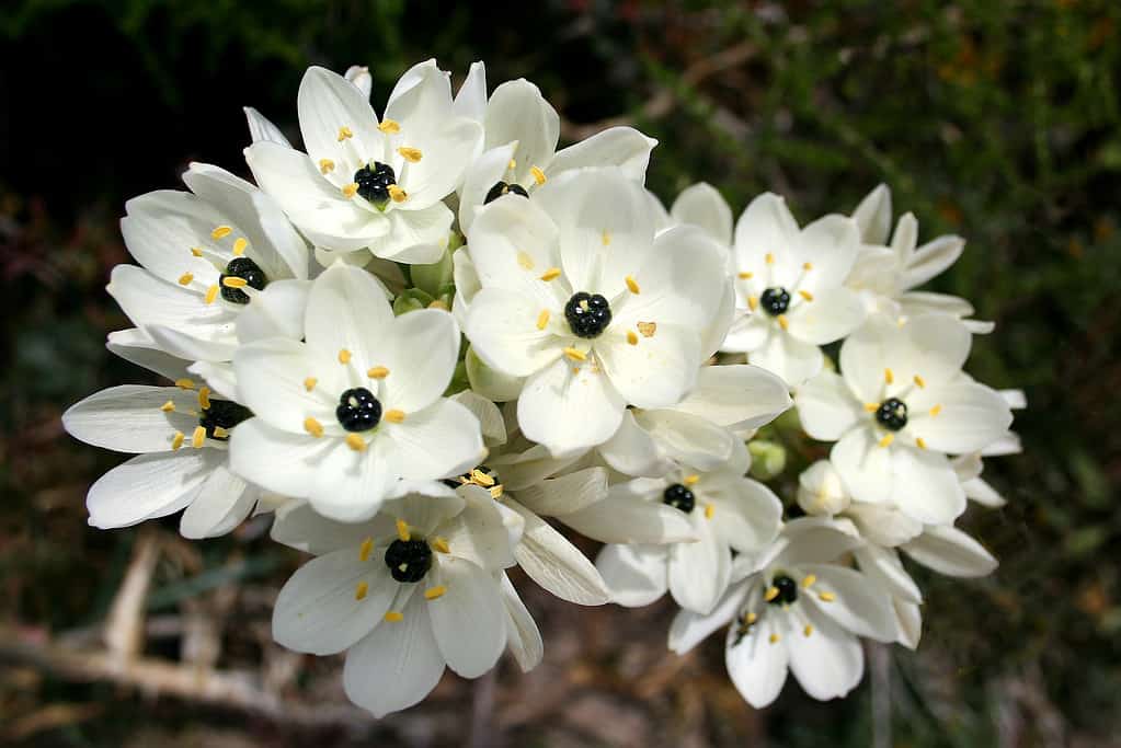 Orange Star Plant Care Guide