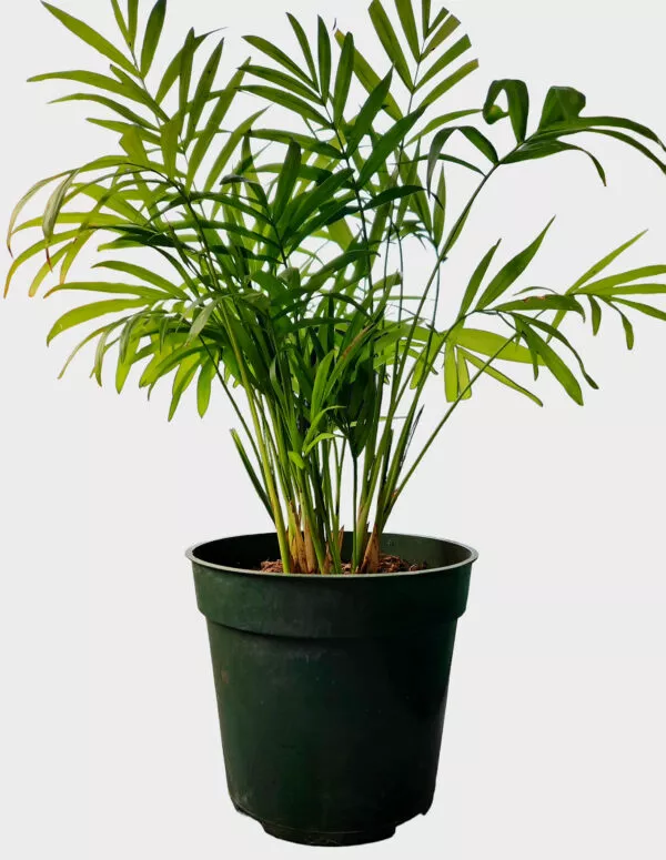an elegant indoor parlor palm plant