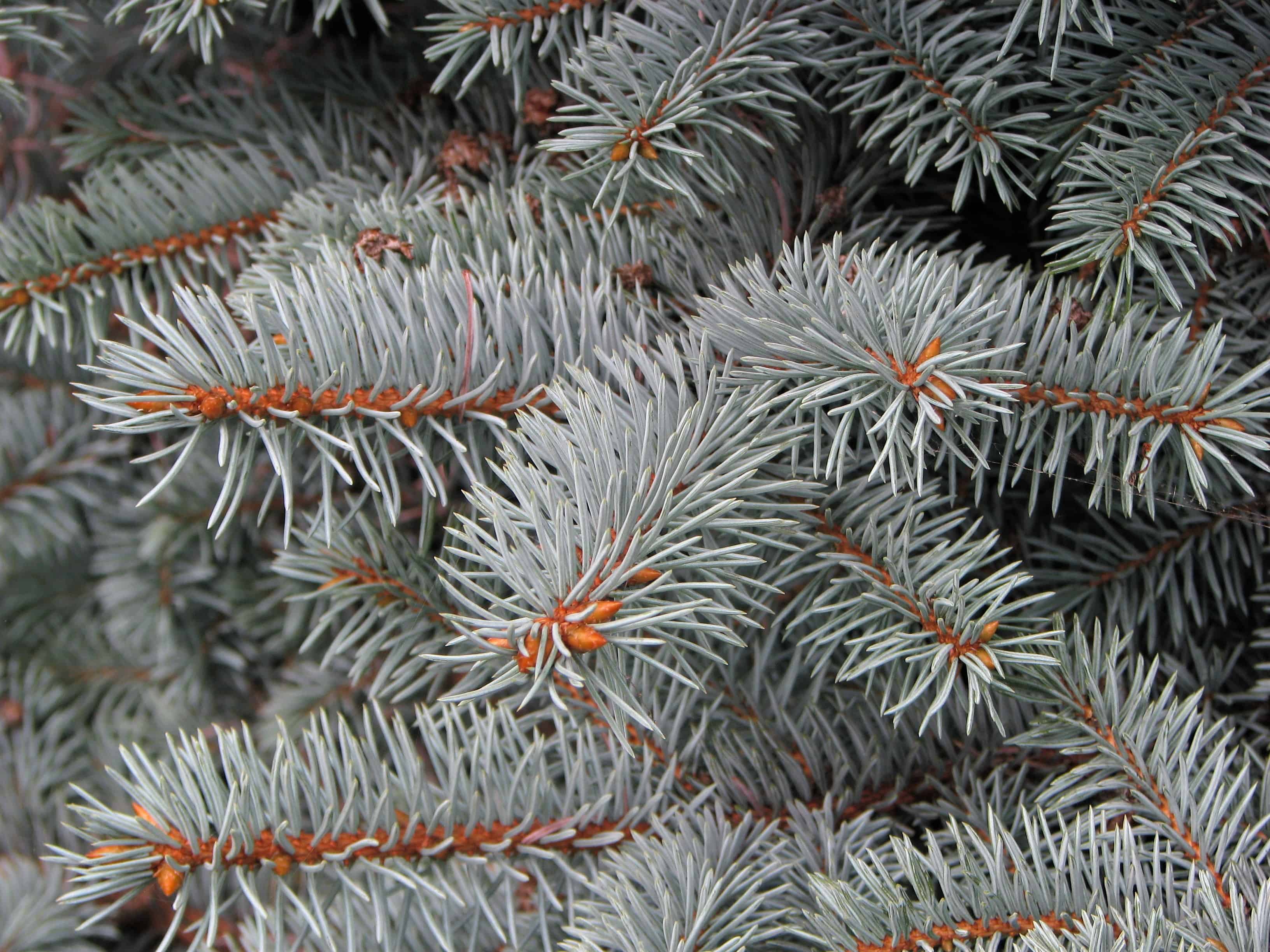 Picea pungens montgomery