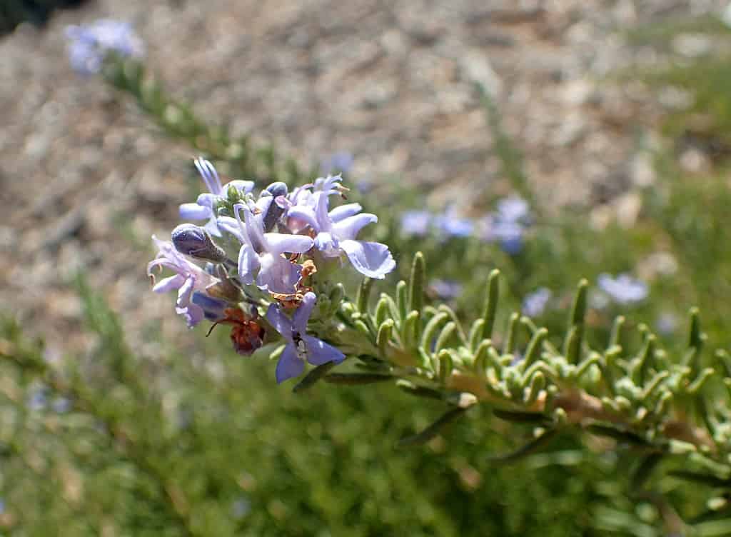 Tuscan Blue Rosemary Plant Care Guide Plantly