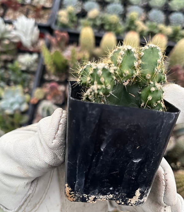 Cereus | Fairy castle cactus | 2″ Pot