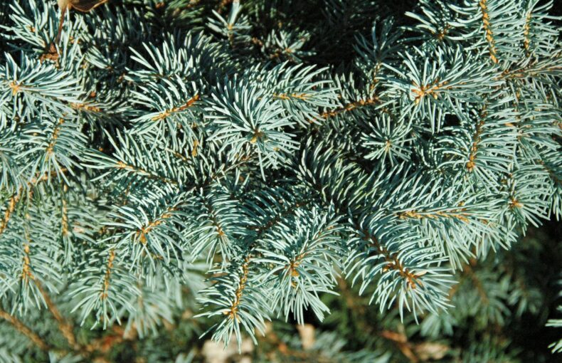 baby blue spruce