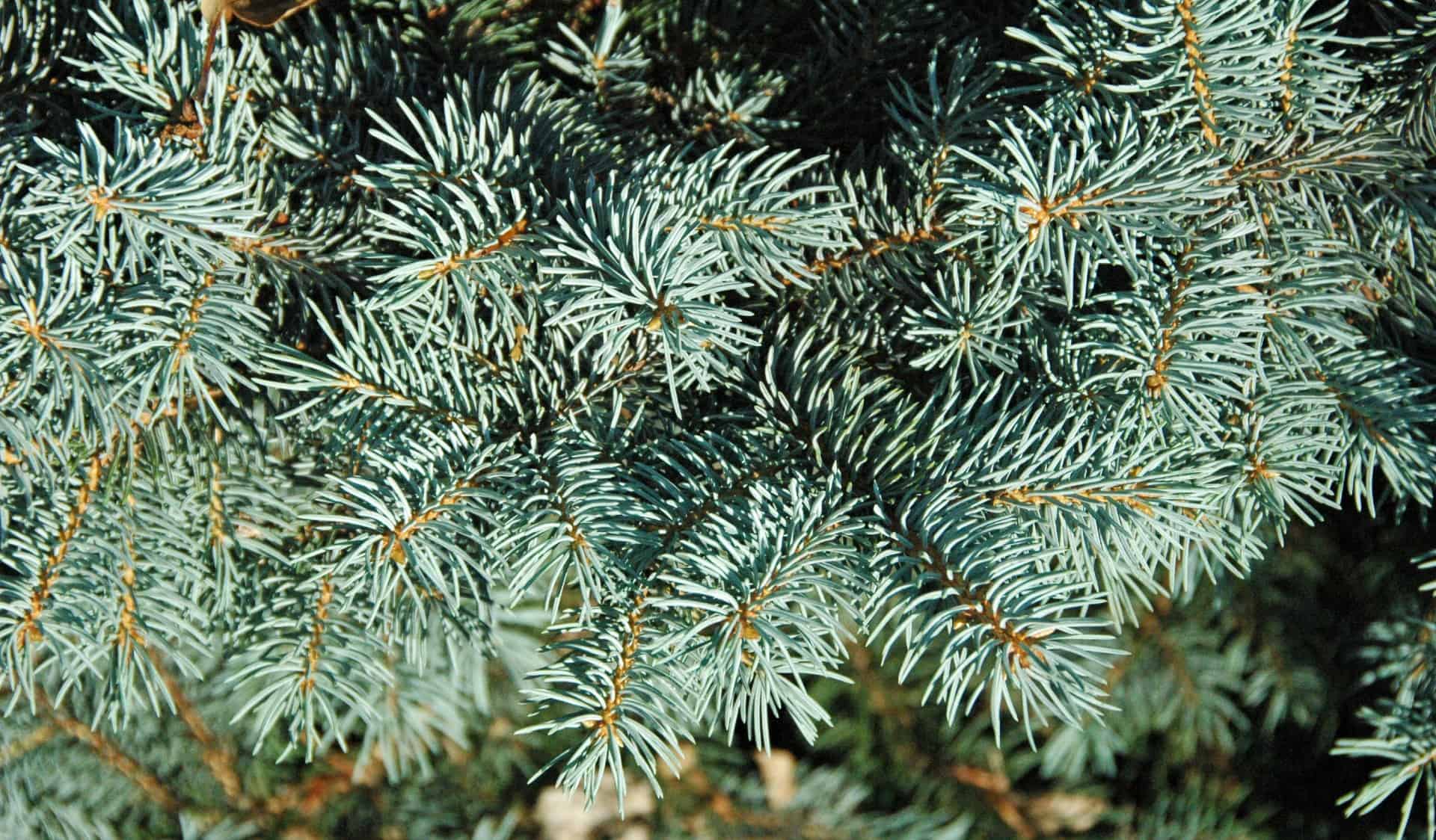 Baby Blue Spruce Care Guide Plantly