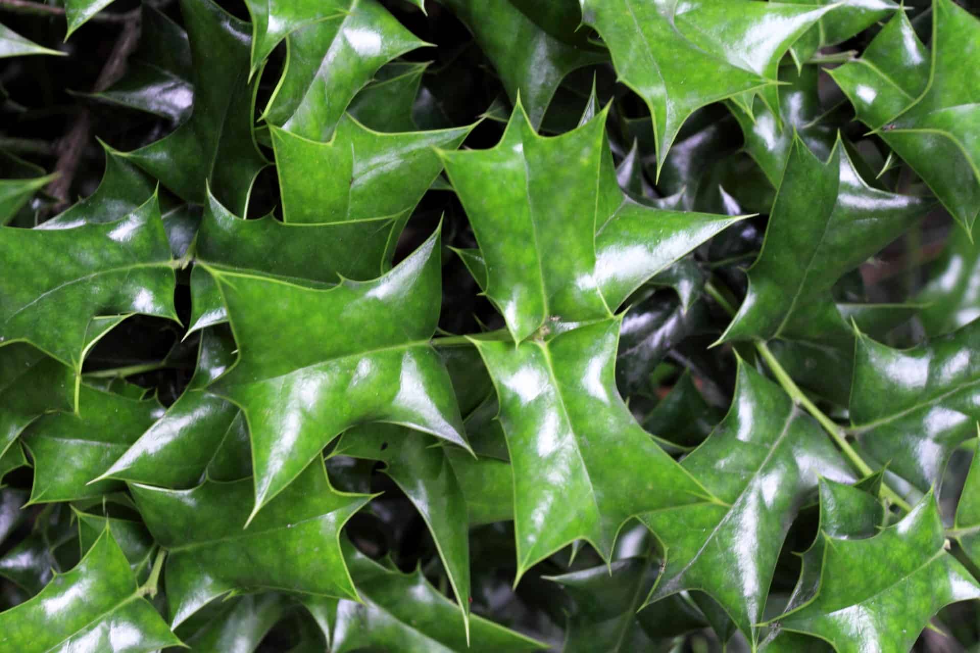 Needlepoint Holly "Ilex Cornuta" Care Guide Plantly