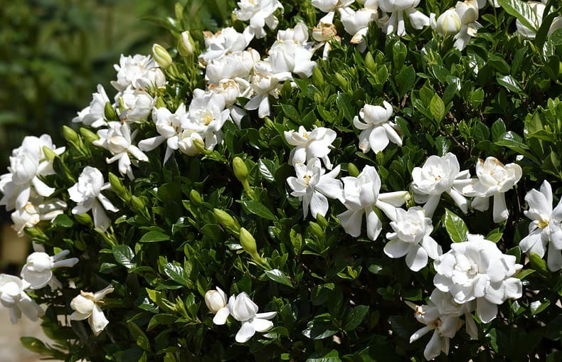 gardenia jasminoides frostproof