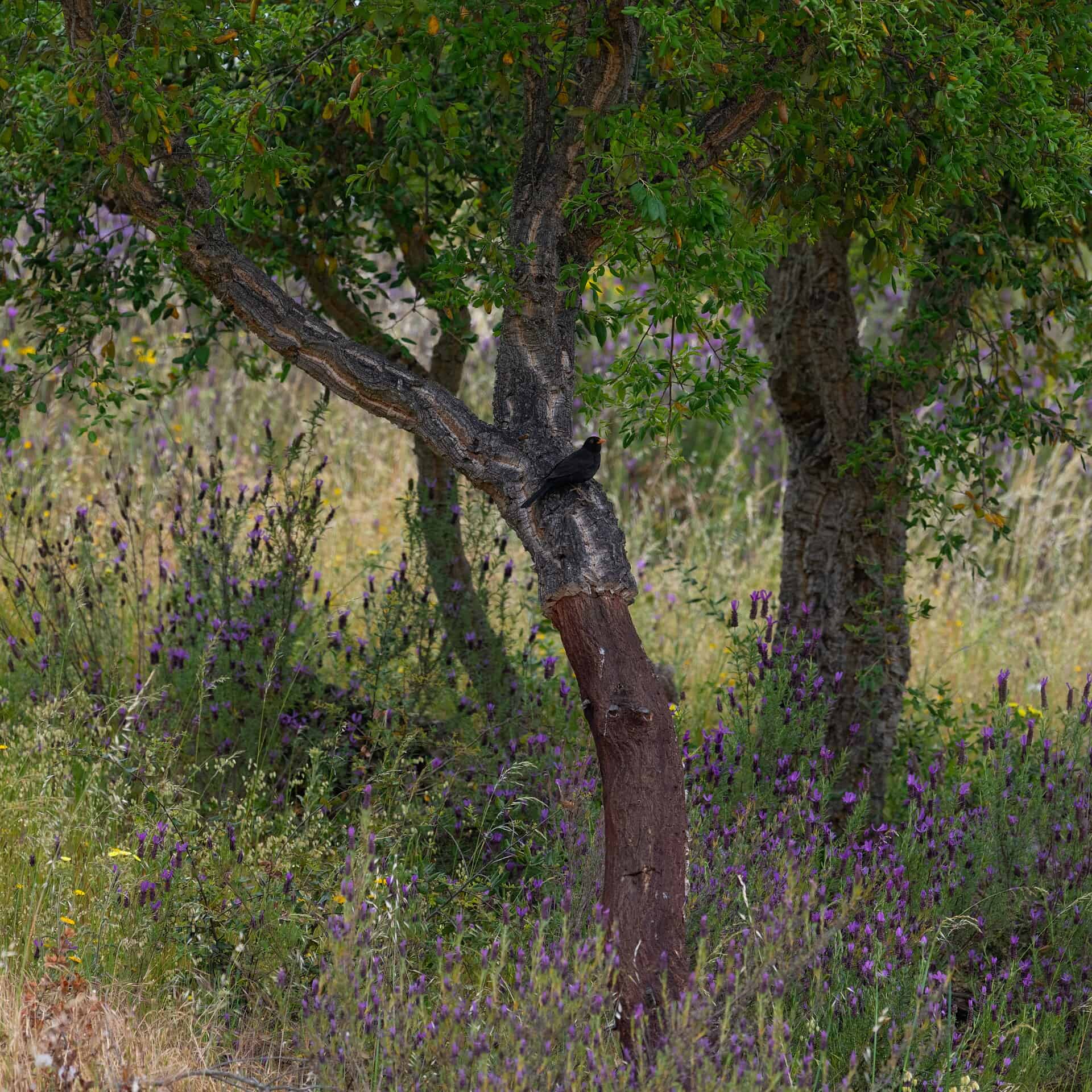 Perfect Guide To Lavender Tree Care Plantly