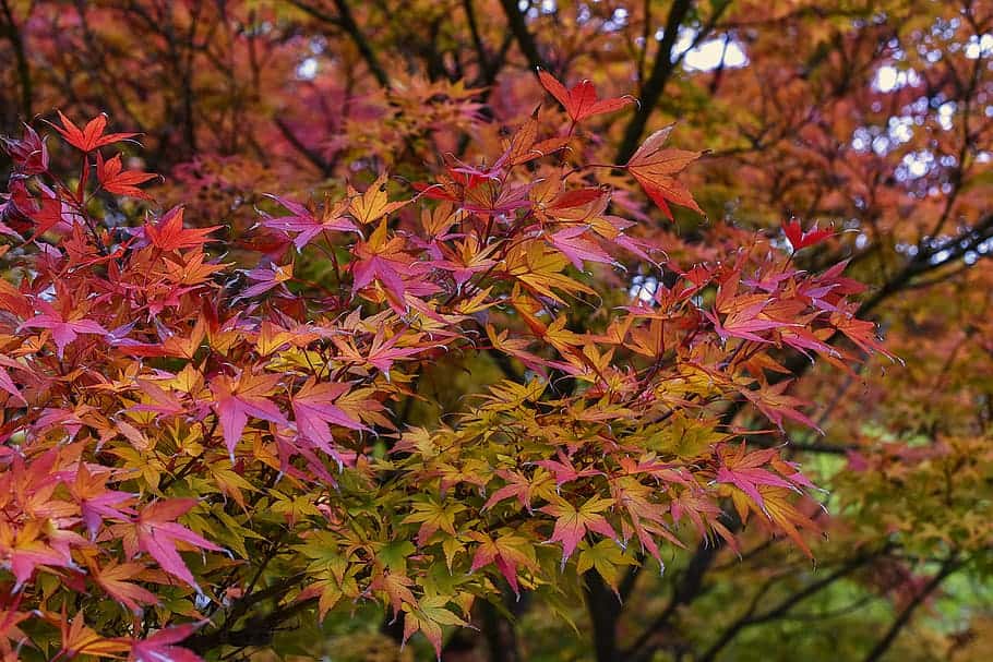 japanese maple temperature and humidity