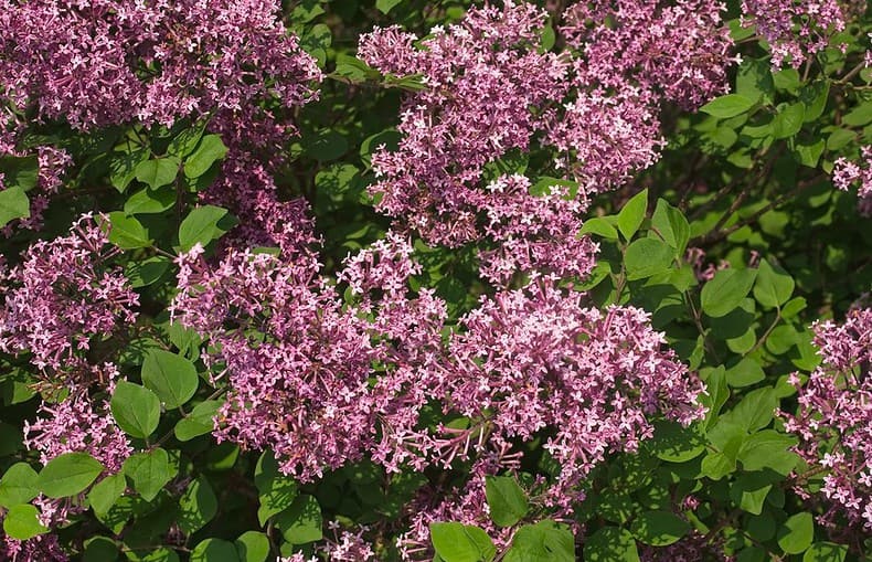 bloomerang lilac tree @flickr