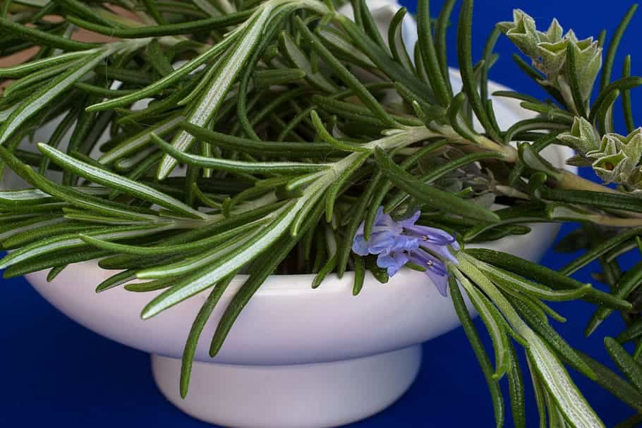 repotting tuscan blue rosemary
