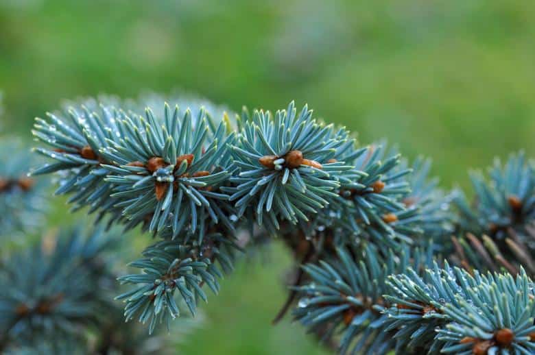 Baby Blue Spruce Care Guide Plantly