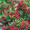 Red Prince Weigela Cherry Red Flowering Shrub - 1gal