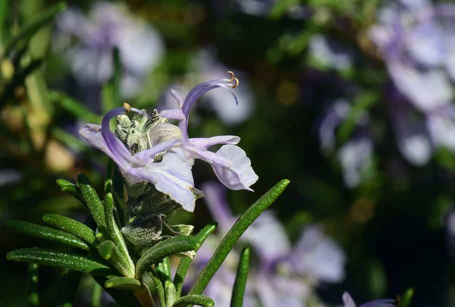 tuscan blue rosemary temperature and humidity