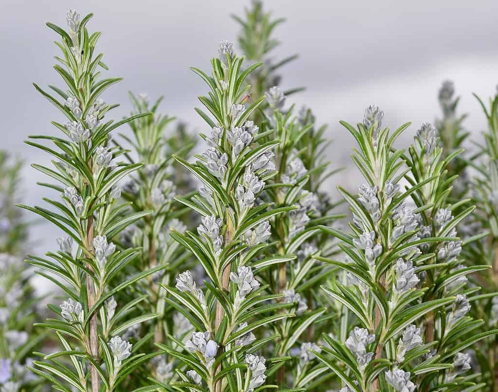 Tuscan Blue Rosemary Plant Care Guide Plantly
