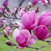 Saucer Magnolia Ornamental Fragrant Pink Flowering Tree