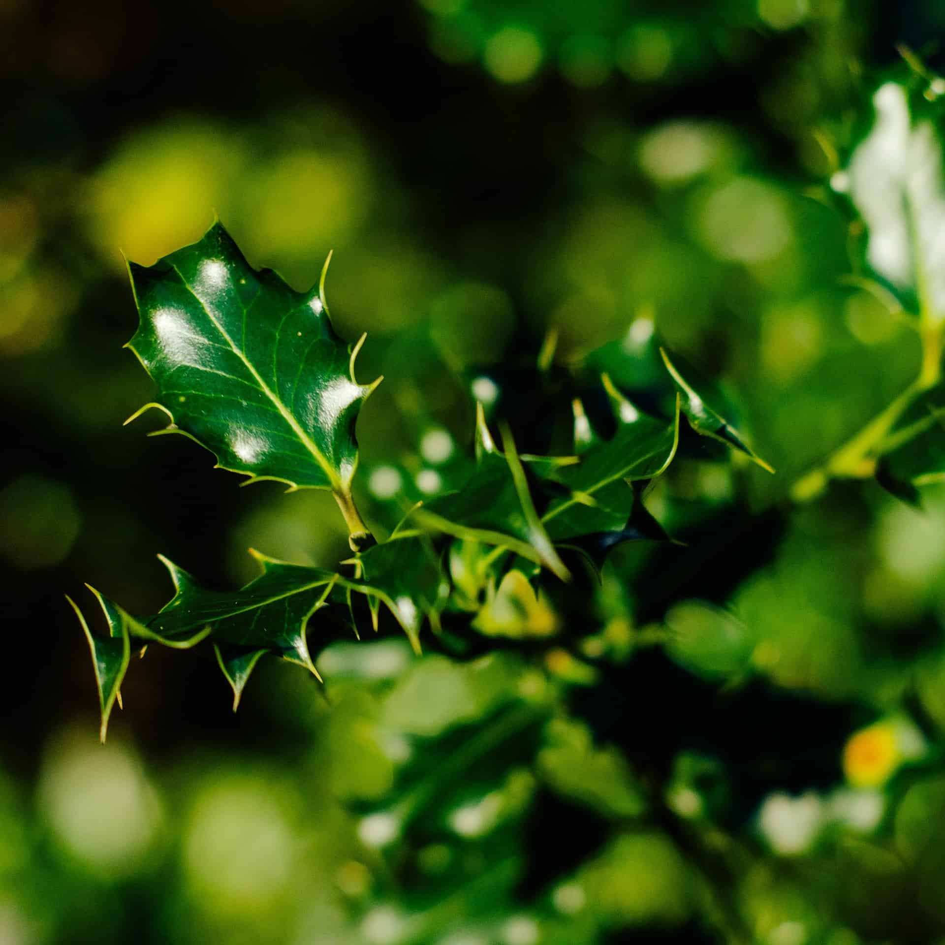 Needlepoint Holly "Ilex Cornuta" Care Guide Plantly