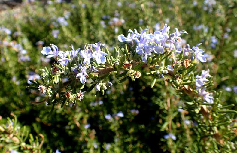 tuscan blue rosemary